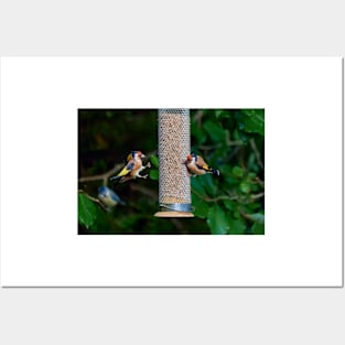 Squabbling Goldfinches Posters and Art